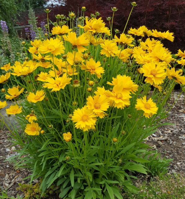 COREOPSIS grandiflora Santa Fe - кореопсис кичест, жълтичка (1439)